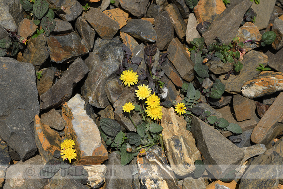 Crepis pygmaea