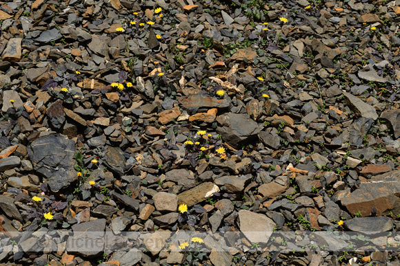 Crepis pygmaea