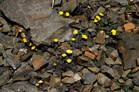 Crepis pygmaea