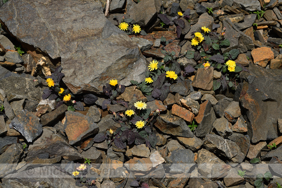 Crepis pygmaea