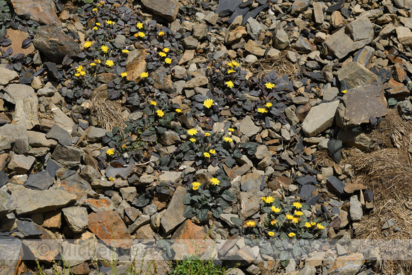 Crepis pygmaea