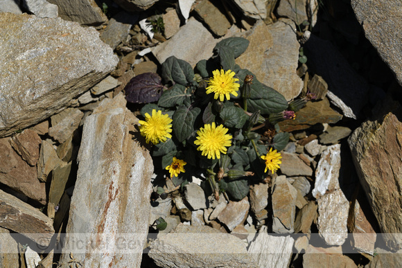 Crepis pygmaea