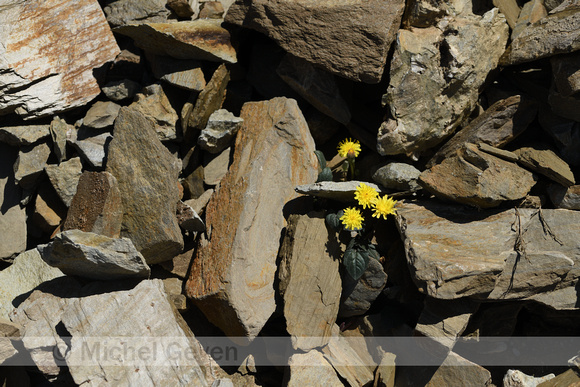 Crepis pygmaea