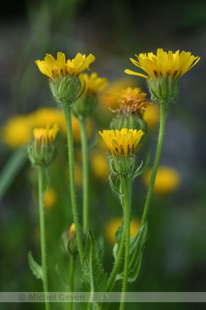 Crepis pyrenaica