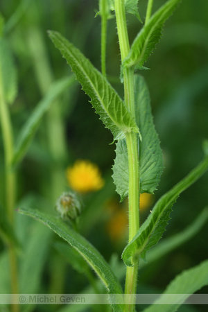 Crepis pyrenaica