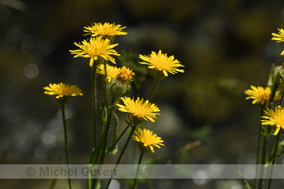 Crepis pyrenaica