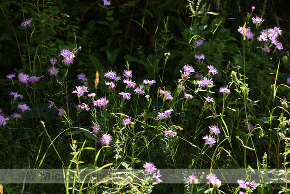 Dianthus hyssopifolius