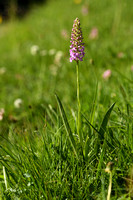 Dichte muggenorchis; Marsh Fragrant-0rchid; Gymnadenia densiflor