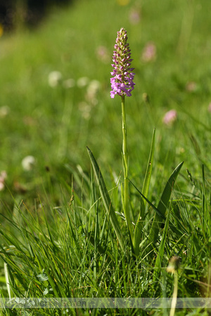 Dichte muggenorchis; Marsh Fragrant-0rchid; Gymnadenia densiflor