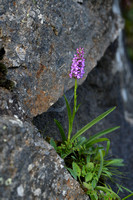 Dichte muggenorchis; Marsh Fragrant-0rchid; Gymnadenia densiflor