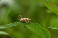Dobbelsteensprinkhaan; Common Slender Bush-cricket; Tessellana t