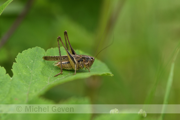 Dobbelsteensprinkhaan; Common Slender Bush-cricket; Tessellana t