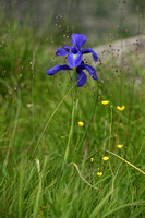 English Iris; Iris latifolia
