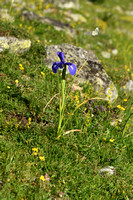 English Iris; Iris latifolia