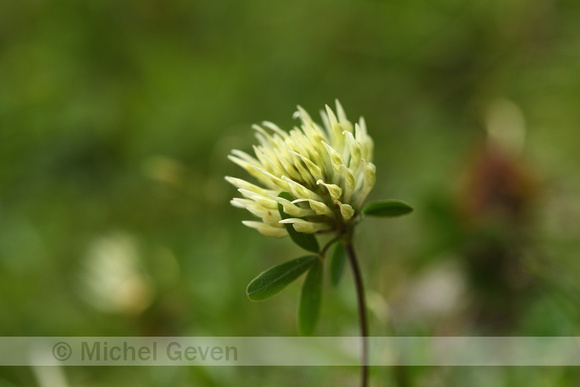 Geelwitte klaver; Sulphur Clover; Trifolium ochroleucon