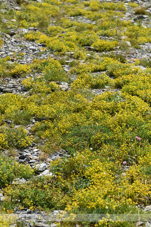 Gele bergsteenbreek; Yellow Saxifrage; Saxifraga aizoides