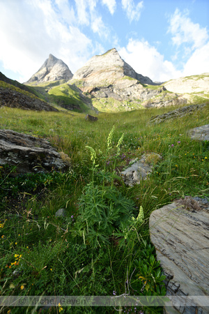 Gele monninkskap; Wolfsbane; Aconitum vulparia