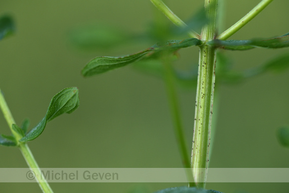 Gevlekt hertshooi; Hypericum maculatum subsp. Maculatum