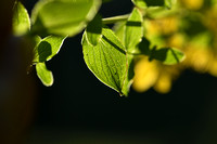 Gevlekt hertshooi; Hypericum maculatum subsp. Maculatum