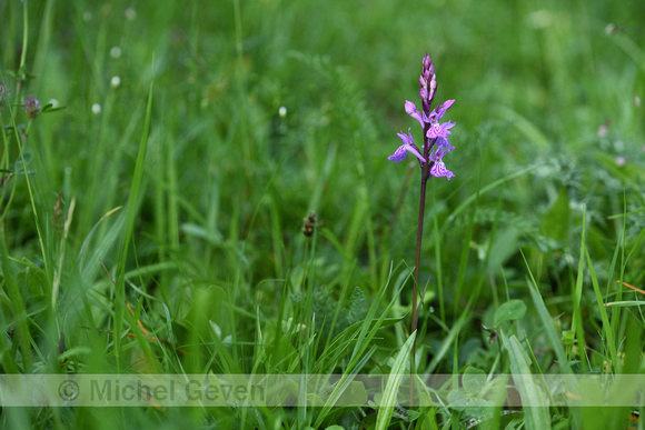 Gevlekte orchis; Heath Spotted-orchid; Dactylorhiza maculata