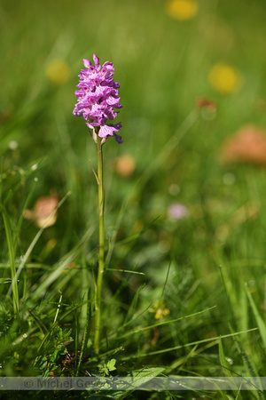 Gevlekte orchis; Heath Spotted-orchid; Dactylorhiza maculata