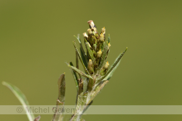 Gnaphalium hoppeanum