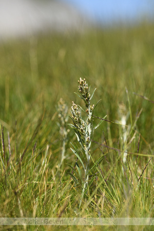 Gnaphalium hoppeanum