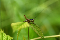 Greppelsprinkhaan; Roesel's Meadow Bush-cricket; Roeseliana roes