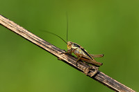 Greppelsprinkhaan; Roesel's Meadow Bush-cricket; Roeseliana roes