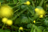 Grijze mosterd; Hoary Mustard; Hirschfeldia incana