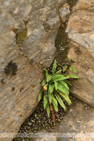 groensteel; Green spleenwort; Asplenium viride