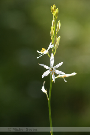 Grote graslelie; st. Bernards's Lily; Anthericum liliago