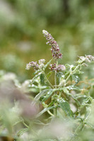 Hertsmunt; Horsemint; Mentha longifolia
