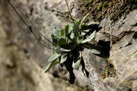 Hieracium lawsonii