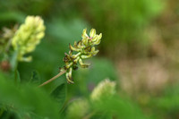 Hokjespeul; Wild liquorice; Astragalus glycyphyllos