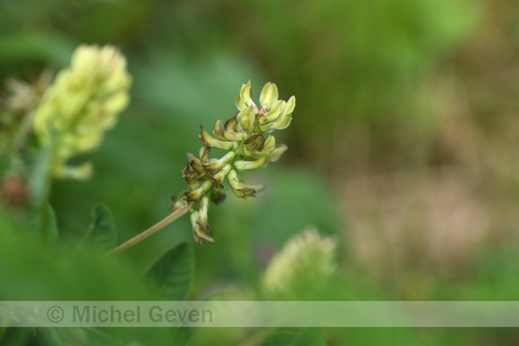 Hokjespeul; Wild liquorice; Astragalus glycyphyllos