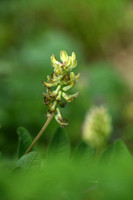 Hokjespeul; Wild liquorice; Astragalus glycyphyllos