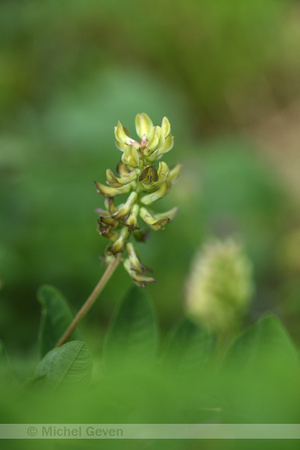 Hokjespeul; Wild liquorice; Astragalus glycyphyllos