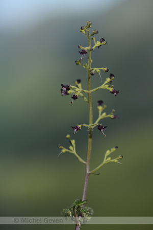 Hondshelmkruid; French figwort; Scrophularia canina