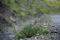 Hondshelmkruid; French figwort; Scrophularia canina