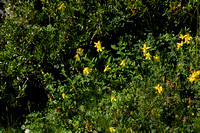 Hypericum richeri subsp. Burseri