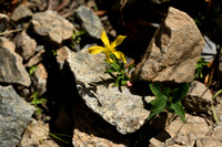 Hypericum richeri subsp. Burseri