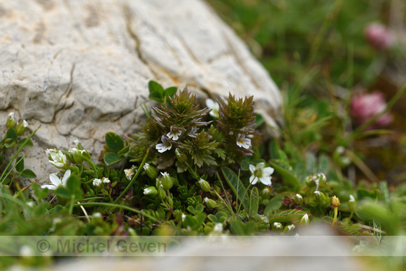 Irish Eyebright; Euphrasia salisburgensis