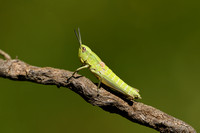 Kleine goudsprinkhaan; Small Gold Grasshopper; Euthystirabrachyp