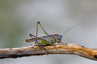 Knobbelduinsabelsprinkhaan; Tuberous Grey Bush-cricket; Platycle