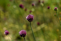 Kogellook; Round-headed Leek; Allium sphaerocephalon