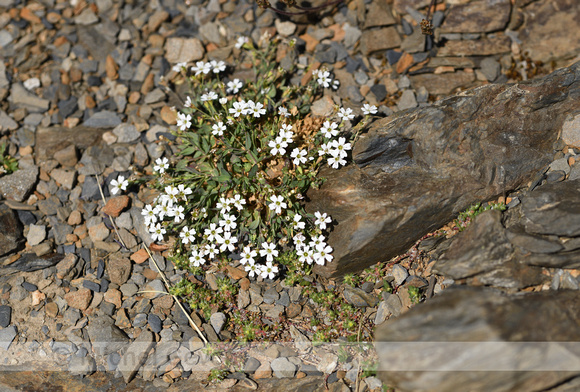 Kruipend gipskruid; Alpine Gypsophila; Gypsophila repens