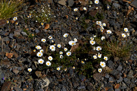 Leucanthemopsis alpina subsp. Alpina