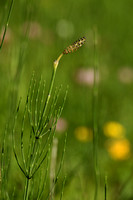 Lidrus; Marsh Horsetail; Equisetum palustre