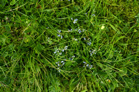 Liggende vleugeltjesbloem; Heath milkwort; Polygala serpyllifoli